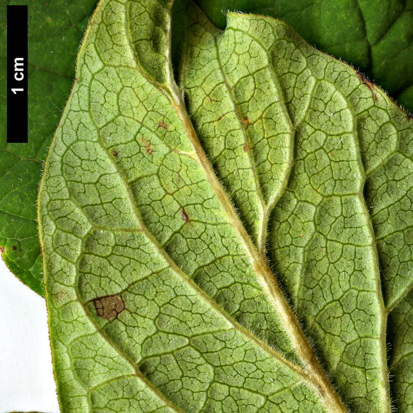 High resolution image: Family: Oleaceae - Genus: Syringa - Taxon: ×henryi - SpeciesSub: 'Alba' (S.josikaea × S.villosa)